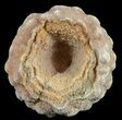 Flower-Like Sandstone Concretion - Pseudo Stromatolite #62229-1